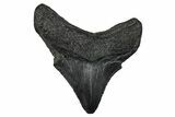 Serrated, Juvenile Megalodon Tooth - South Carolina #340638-1